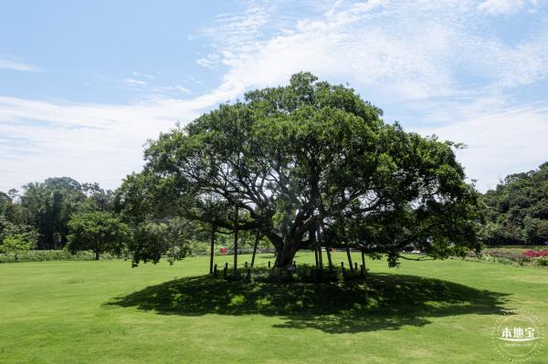 梧桐山森林会客厅