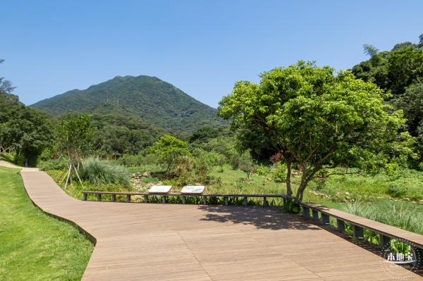 梧桐山森林会客厅