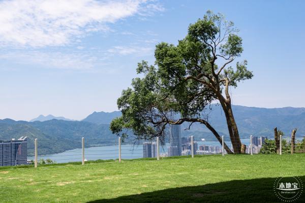梧桐山森林会客厅