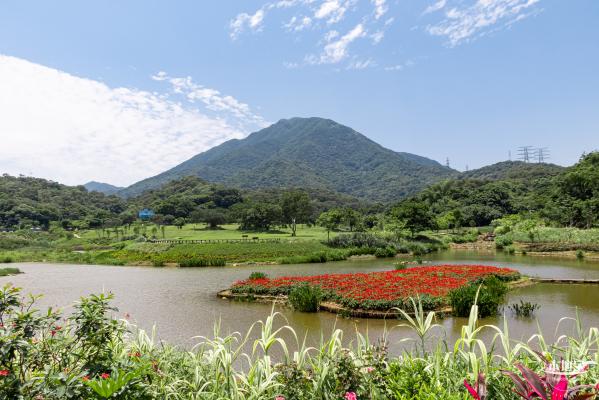 梧桐山森林会客厅