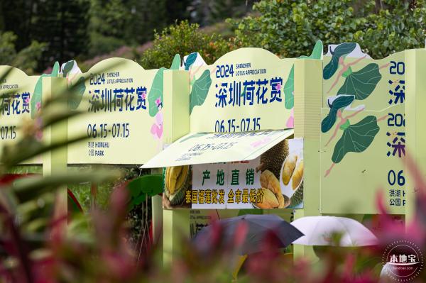 2024深圳荷花赏