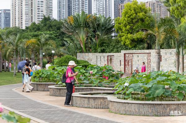 2024深圳荷花赏