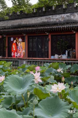万景楼荷花池