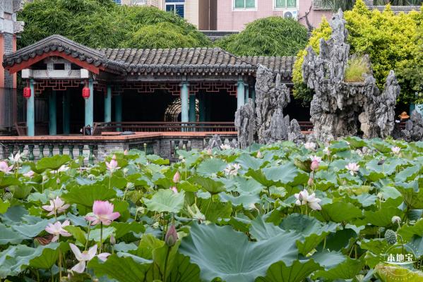 万景楼荷花池