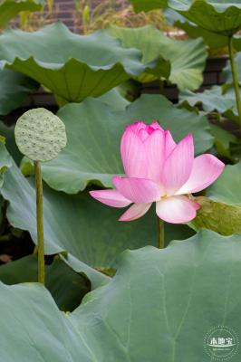 万景楼荷花池
