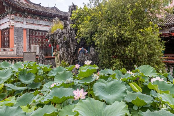 万景楼荷花池