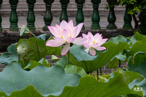 万景楼荷花池