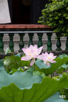 万景楼荷花池