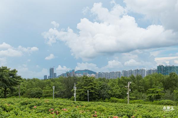 流花山粉叶金花