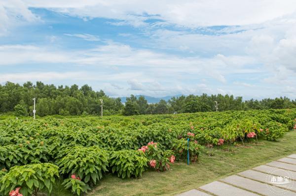 流花山粉叶金花