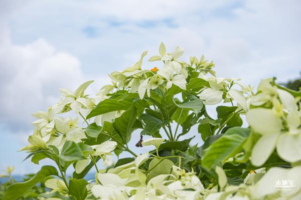 流花山粉叶金花