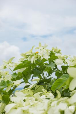 流花山粉叶金花
