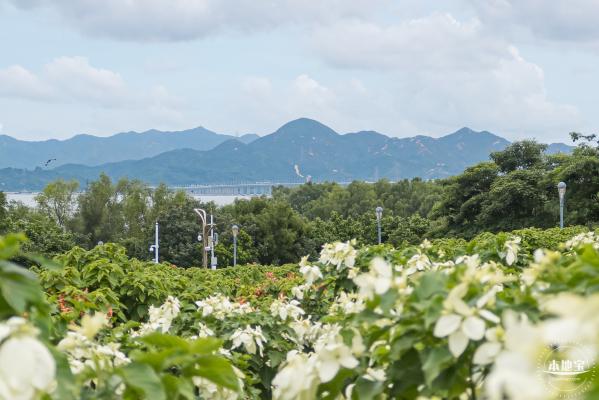 流花山粉叶金花