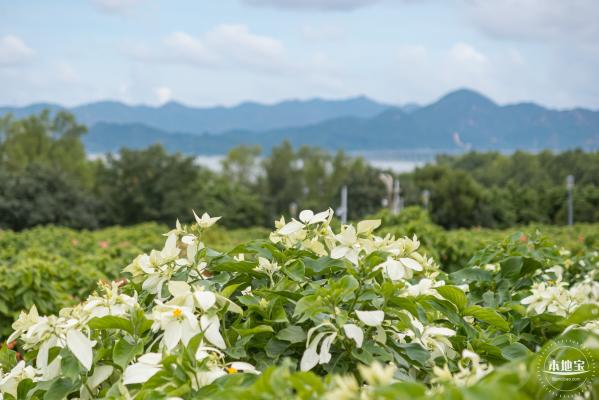 流花山粉叶金花