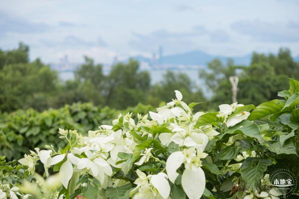 流花山粉叶金花