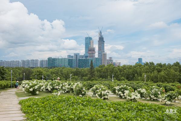 流花山粉叶金花