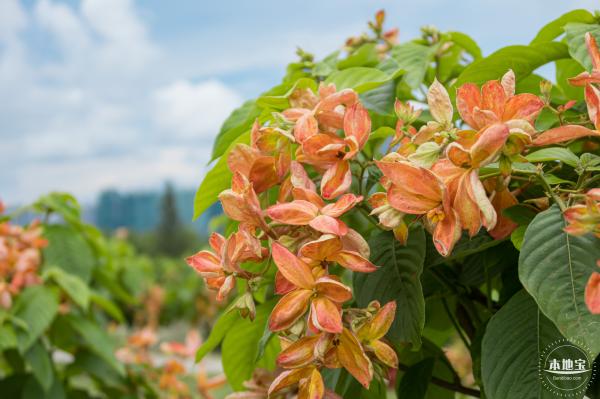 流花山粉叶金花