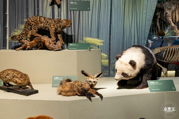 深圳新展【熊猫时代】