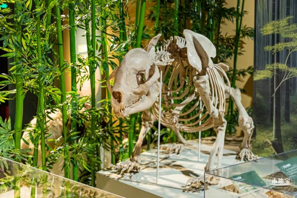 深圳新展【熊猫时代】