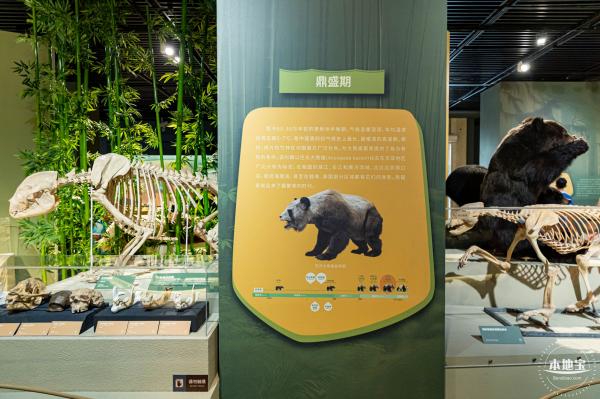 深圳新展【熊猫时代】