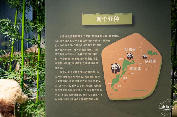 深圳新展【熊猫时代】