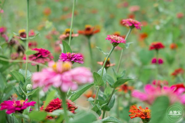 铁仔山公园花海