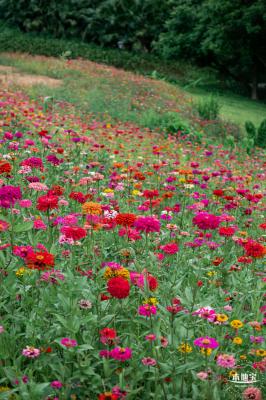 铁仔山公园花海