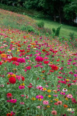 铁仔山公园花海