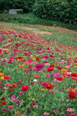 铁仔山公园花海