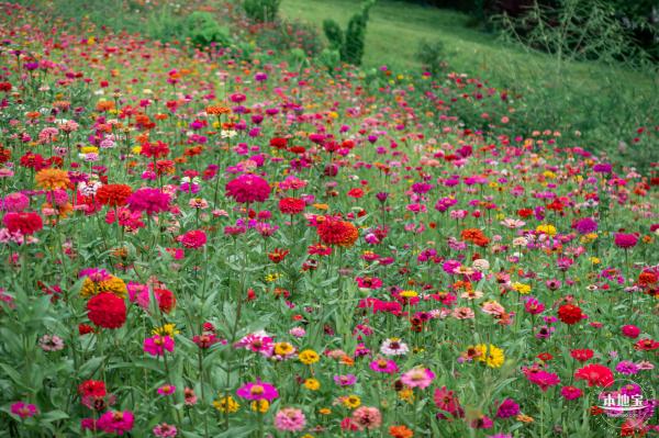 铁仔山公园花海