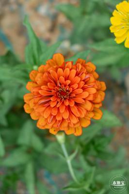 铁仔山公园花海