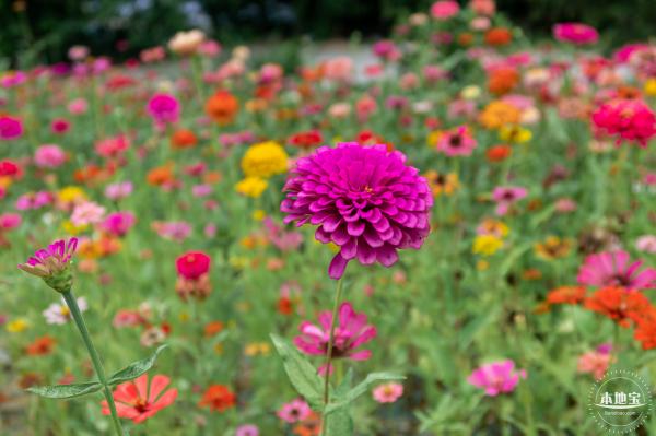 铁仔山公园花海