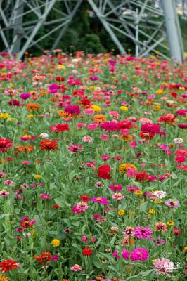 铁仔山公园花海