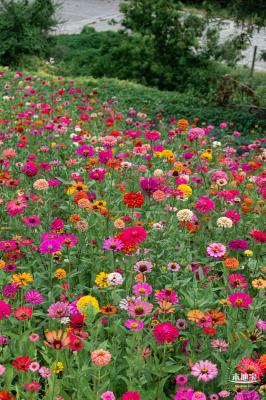 铁仔山公园花海