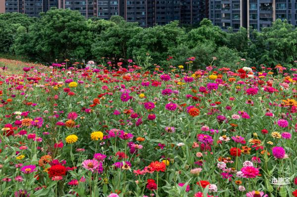铁仔山公园花海