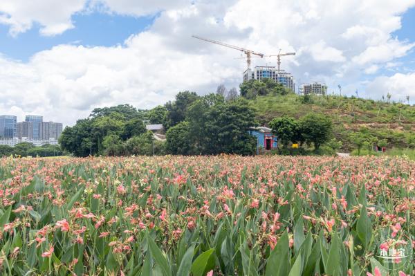 坪山河公园