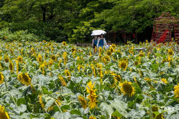 观澜版画村向日葵