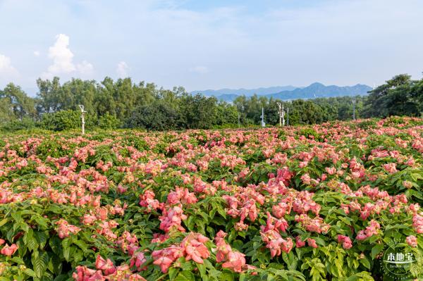 流花山花海