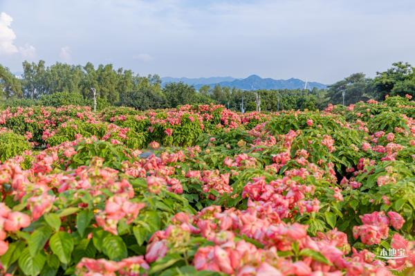流花山花海