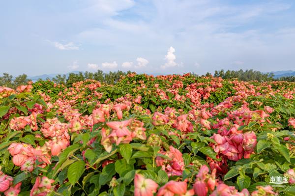流花山花海