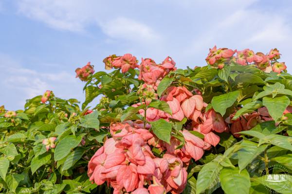 流花山花海