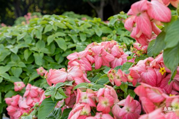 流花山花海