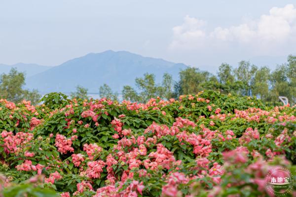 流花山花海