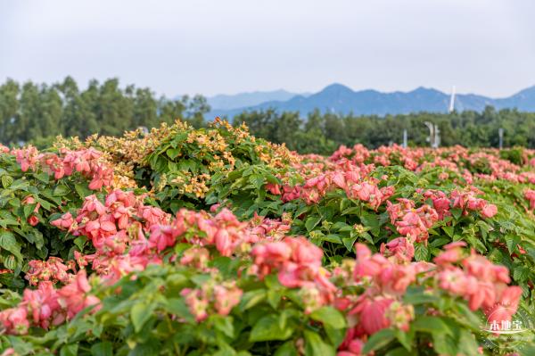流花山花海