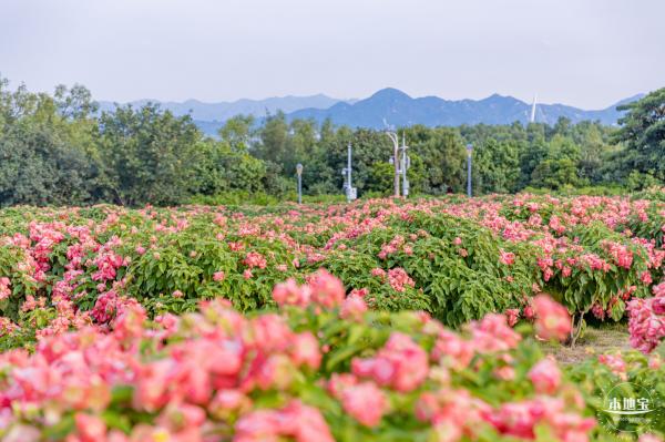 流花山花海