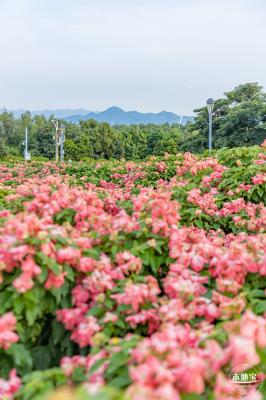 流花山花海