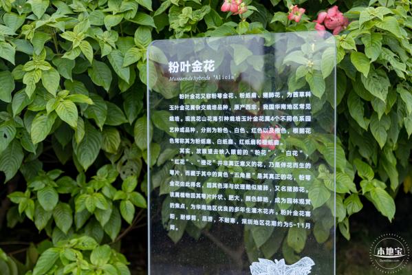 流花山花海