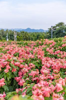 流花山花海