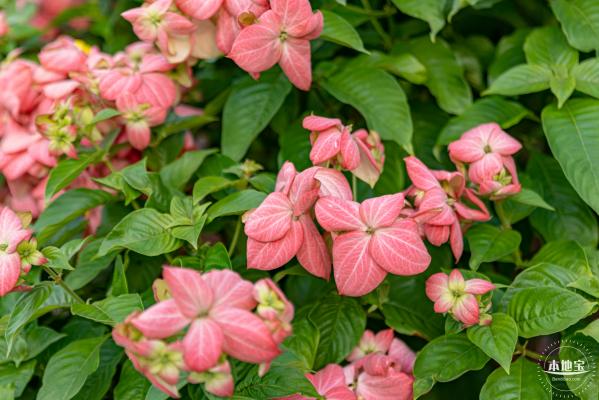 流花山花海