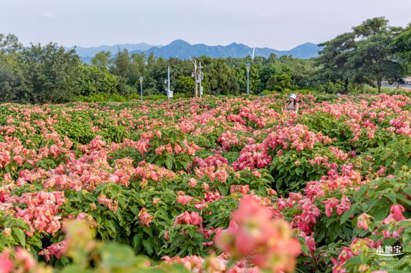 流花山花海
